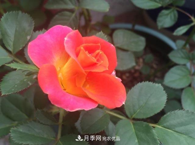 九月养月季，做到&amp;quot;3多&amp;quot;，秋花不愁开，春花更可期(图2)