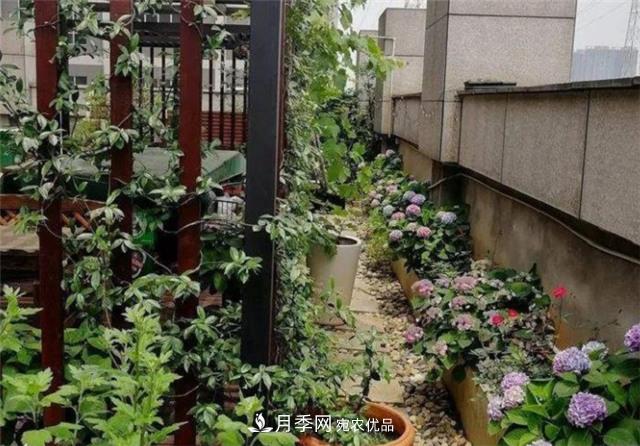 大户人家用6种方法养造型月季,美观大气上档次(图2) 大户人家用6种方法养造型月季,美观大气上档次(图2)