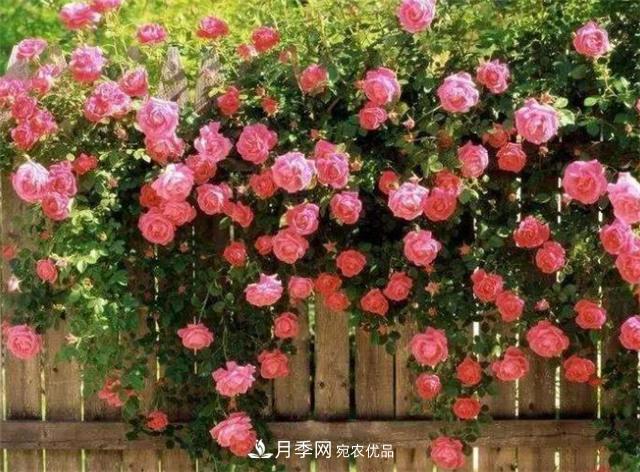 大户人家用6种方法养造型月季,美观大气上档次(图3) 大户人家用6种方法养造型月季,美观大气上档次(图3)