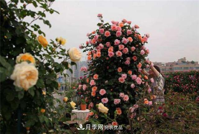 大户人家用6种方法养造型月季,美观大气上档次(图4) 大户人家用6种方法养造型月季,美观大气上档次(图4)