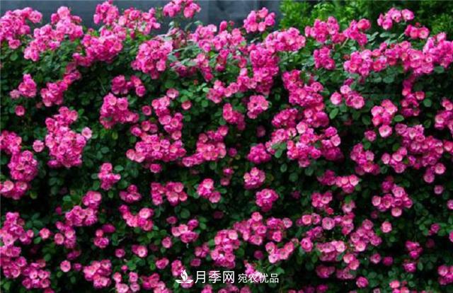 大户人家用6种方法养造型月季,美观大气上档次(图5) 大户人家用6种方法养造型月季,美观大气上档次(图5)