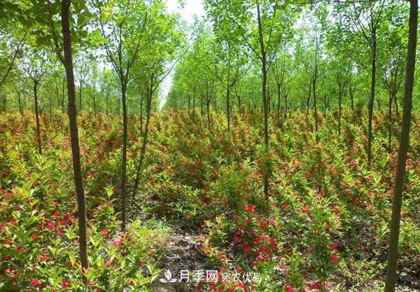 为什么严禁耕地种植花卉苗木草皮？(图1)