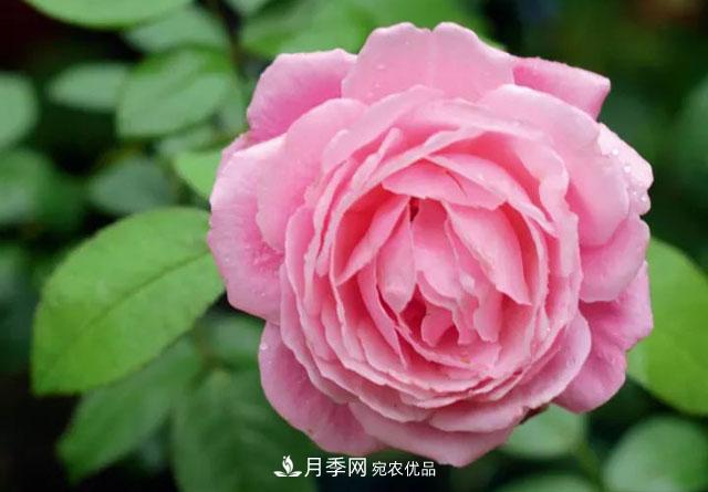 耐看的10种月季推荐:非常养眼,你养过几种(图7) 耐看的10种月季推荐:非常养眼,你养过几种(图7)