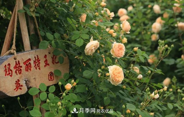 耐看的10种月季推荐:非常养眼,你养过几种(图3) 耐看的10种月季推荐:非常养眼,你养过几种(图3)