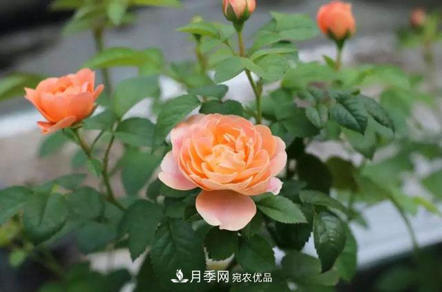 耐看的10种月季推荐:非常养眼,你养过几种(图1) 耐看的10种月季推荐:非常养眼,你养过几种(图1)