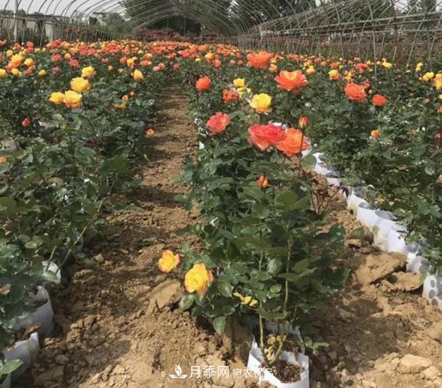 月季裂花的防治技能(图1)