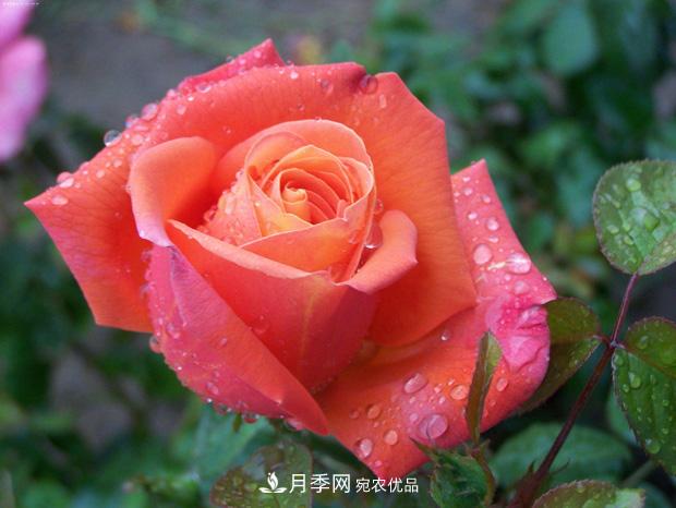 月季养花浇水的六个方法，七大禁忌！(图1)