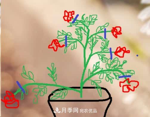 藤本月季小苗修剪方法,花友学会了吗!(图3) 藤本月季小苗修剪方法,花友学会了吗!(图3)