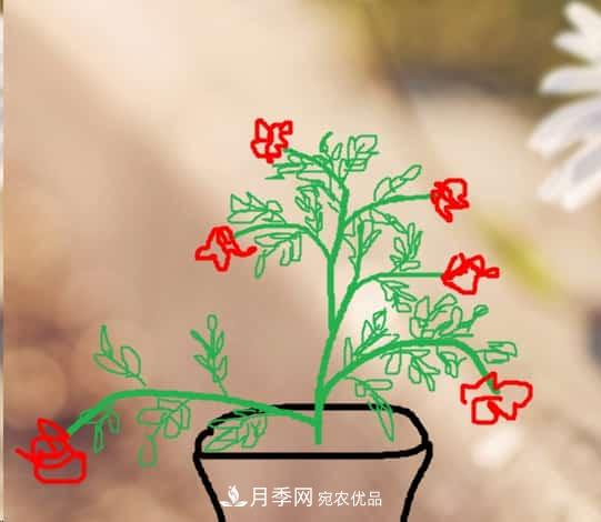 藤本月季小苗修剪方法,花友学会了吗!(图1) 藤本月季小苗修剪方法,花友学会了吗!(图1)
