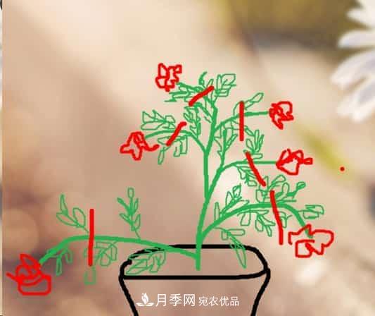 藤本月季小苗修剪方法,花友学会了吗!(图2) 藤本月季小苗修剪方法,花友学会了吗!(图2)