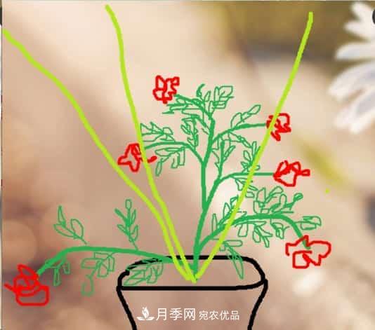 藤本月季小苗修剪方法,花友学会了吗!(图4) 藤本月季小苗修剪方法,花友学会了吗!(图4)