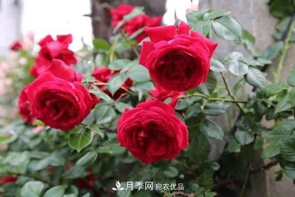 玫瑰国度的天使，冬天养月季选它，完美月季花，勤花多花更漂亮(图2)