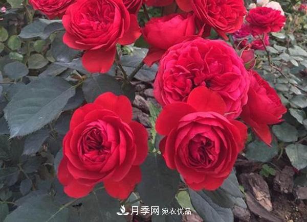 玫瑰国度的天使，冬天养月季选它，完美月季花，勤花多花更漂亮(图3)