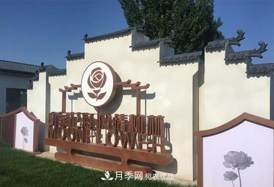 大美乡村游，走进山东潍坊柳林月季园(图2)