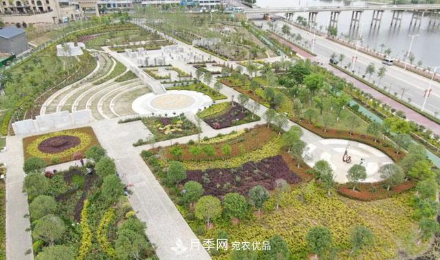 南阳唐河县圆满完成月季三个一工程建设(图2)