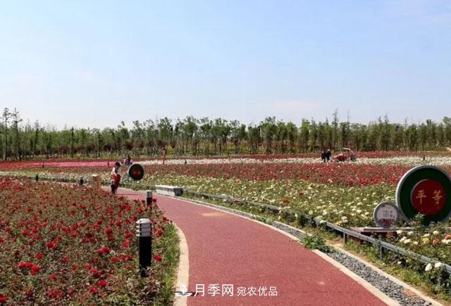 南阳唐河县圆满完成月季三个一工程建设(图3)