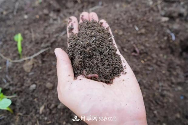 9月又到换盆时，盆里加点“特殊料”，怎么养都爆盆(图4)