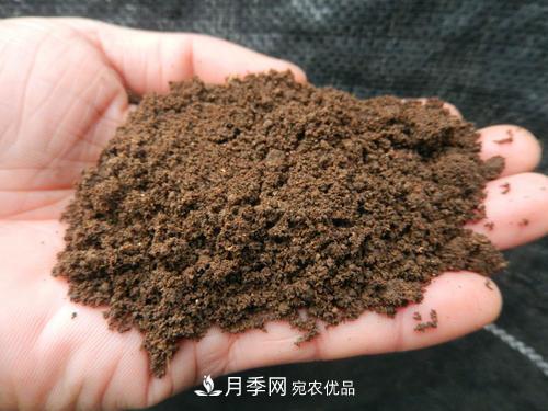 9月又到换盆时，盆里加点“特殊料”，怎么养都爆盆(图1)