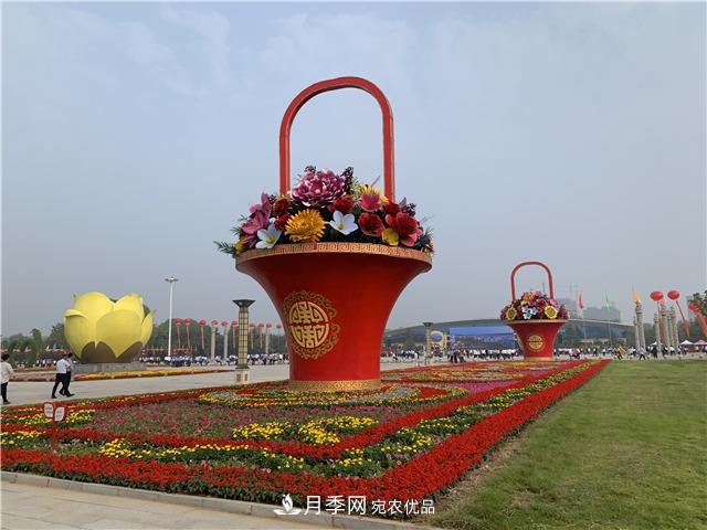 河南中原花木交易博览会 鄢陵云上花博会带您云赏花(图1)