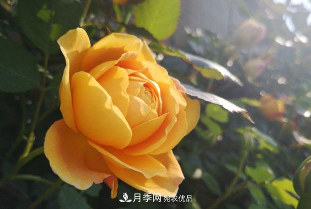 月季枝条折了怎么办？别急着剪，这么做救回来(图1)