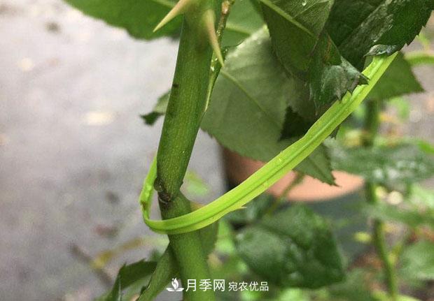 月季枝条折了怎么办？别急着剪，这么做救回来(图3)