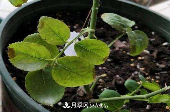 月季叶子卷曲没有虫，是什么原因(图2)