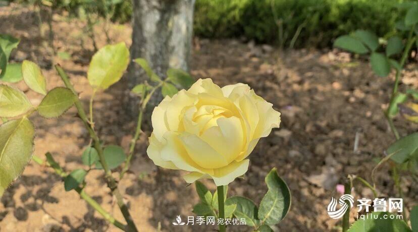 山东济南网红打卡地！带您看姹紫嫣红的月季花海(图5)