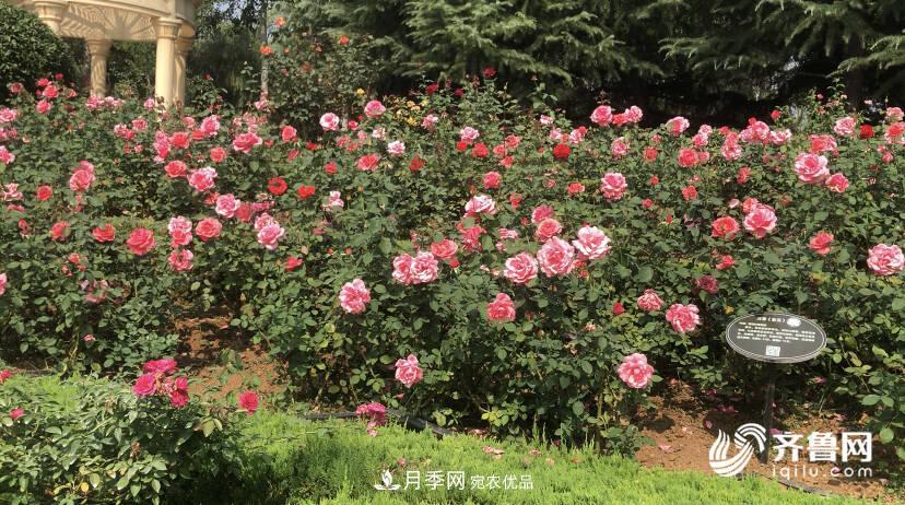 山东济南网红打卡地！带您看姹紫嫣红的月季花海(图6)