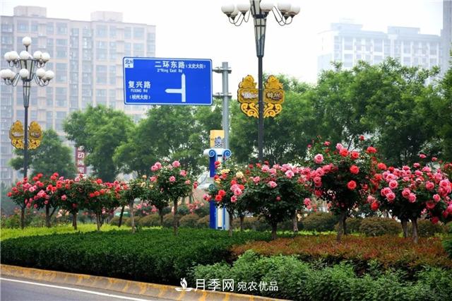 月季之都，陕西韩城市打造月季花海文化名城(相册)(图8)