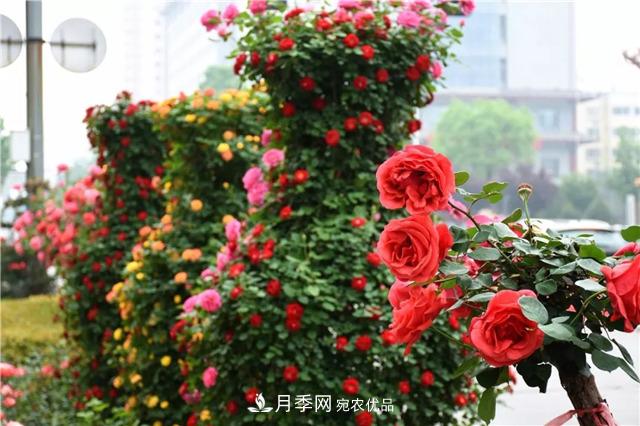 月季之都，陕西韩城市打造月季花海文化名城(相册)(图9)