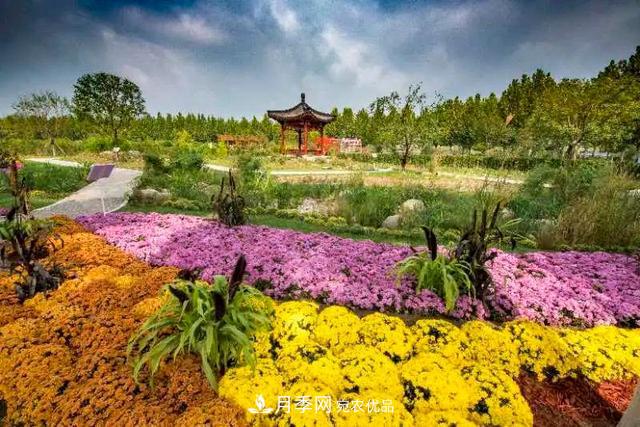 北京大兴魏善庄月季小镇千余种月季进入盛花期(图3)