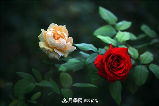 秋天种月季要注意四个问题,否则难养好,越养越心烦(图2) 秋天种月季要注意四个问题,否则难养好(图2)