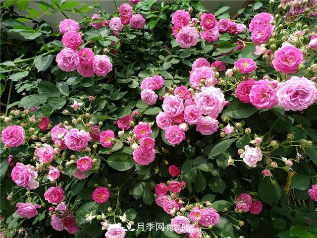 秋天种月季要注意四个问题,否则难养好,越养越心烦(图3) 秋天种月季要注意四个问题,否则难养好(图3)