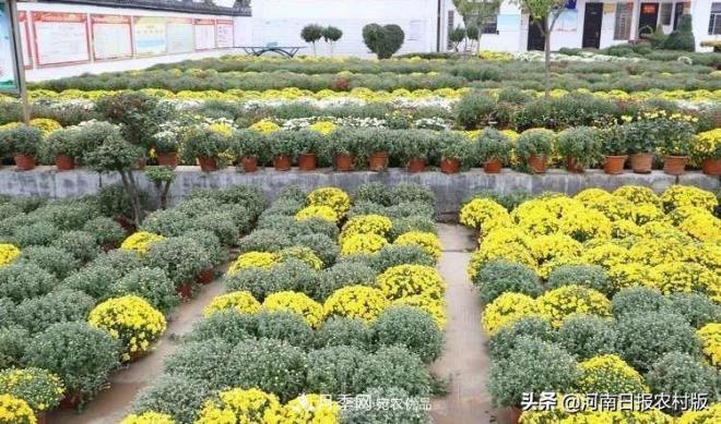 河南省汝阳县付店镇“伏牛山第一届高山菊花节”精彩亮相(图2)