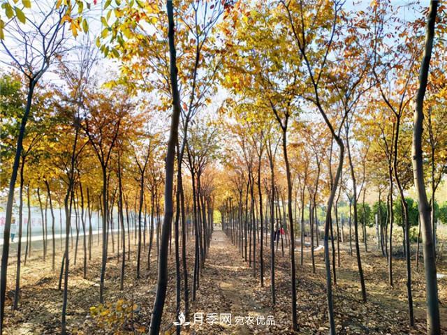 园林绿化设计中暴火的乡土树种榉树,是什么来头?(图2) 园林绿化设计中暴火的乡土树种榉树,是什么来头?(图2)