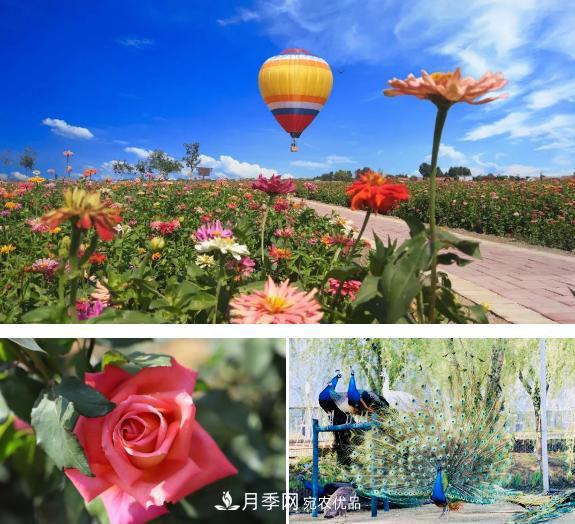 苏州抖起来达人谷月季花海……网红打卡地(图2)