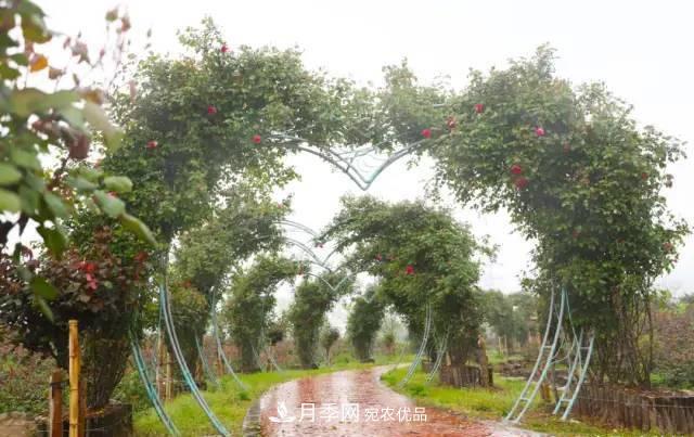 苏州抖起来达人谷月季花海……网红打卡地(图6)