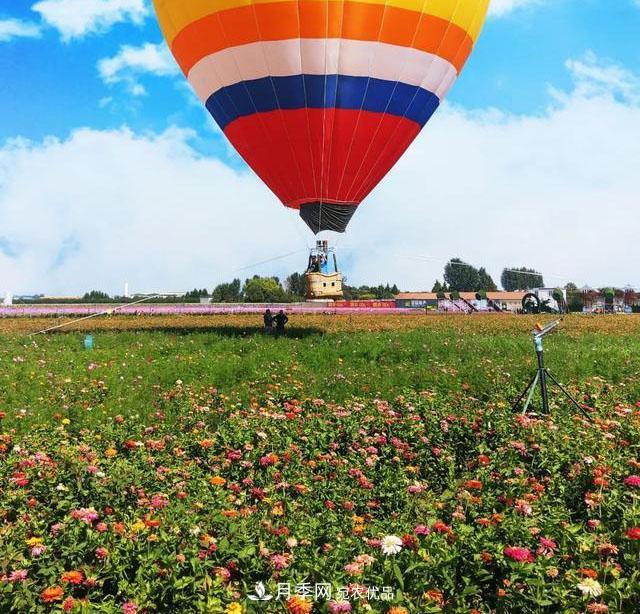 苏州抖起来达人谷月季花海……网红打卡地(图3)