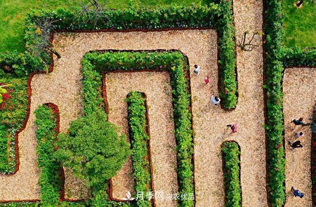 月季产业国家创新联盟成立大会在安徽阜阳召开(图6) 月季产业国家创新联盟(图3)