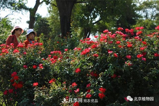 北京植物园月季花海进入国庆佳节盛花期(图2)