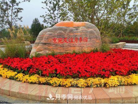 北京京宛友谊月季园，纪念南水北调南阳深厚友谊(图1)