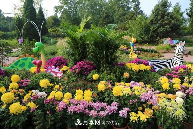 2020年北京植物园第28届菊花月季市花展(图1)