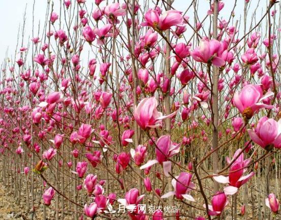 南阳市创建中药材种植示范基地(图1)