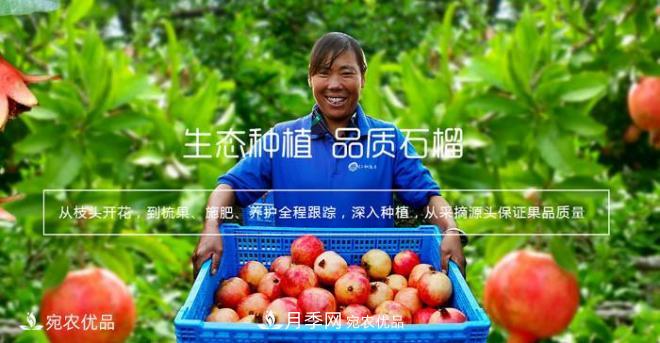 淅川突尼斯软籽石榴基地批发价格,好水果有宛农(图5) 淅川突尼斯软籽石榴基地批发价格,好水果(图5)