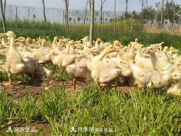 南阳脱温鹅苗孵化厂 南阳鹅苗孵化基地直销价格(图3)
