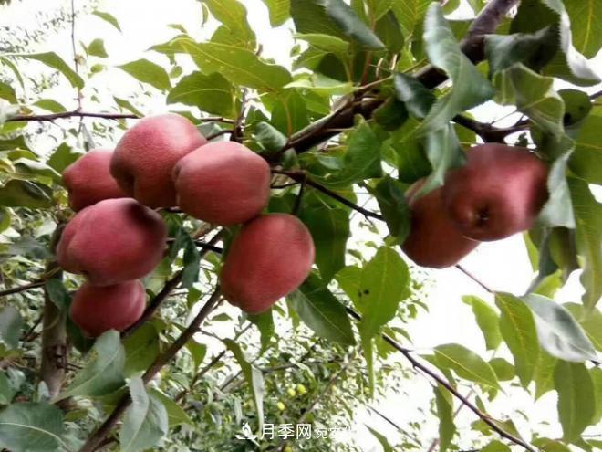 1-3年生全红梨树苗方城基地直销！成活率高价值突出(图3)