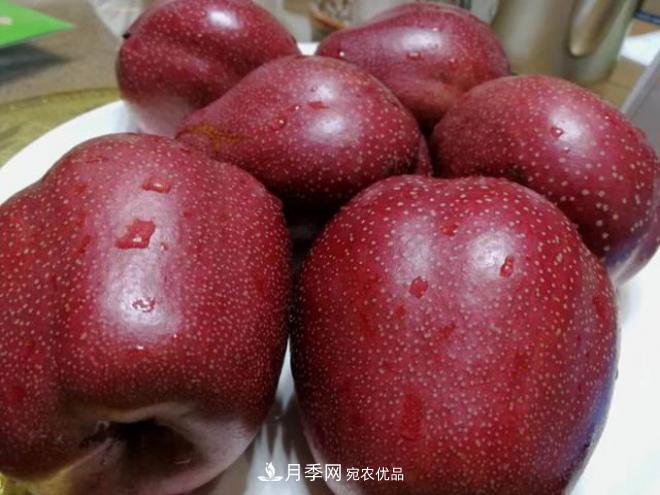 1-3年生全红梨树苗方城基地直销！成活率高价值突出(图2)