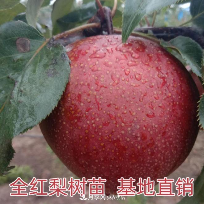 1-3年生全红梨树苗方城基地直销！成活率高价值突出(图1)