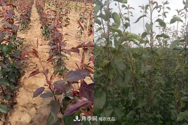 1-3年生全红梨树苗方城基地直销！成活率高价值突出(图4)