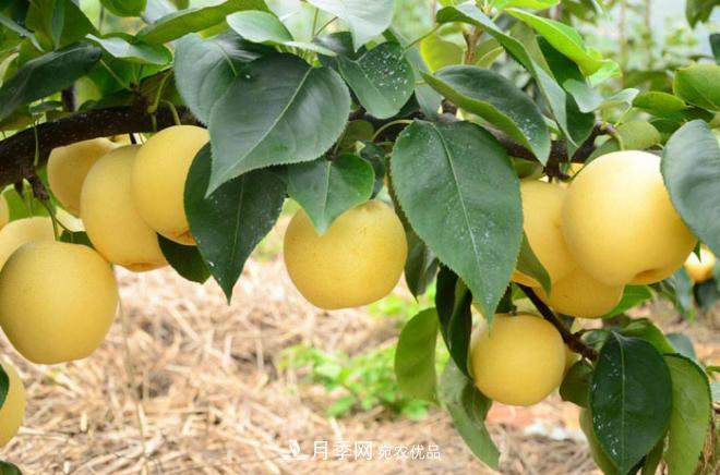 购买果树苗，必须签定果苗保真合同！(图1)